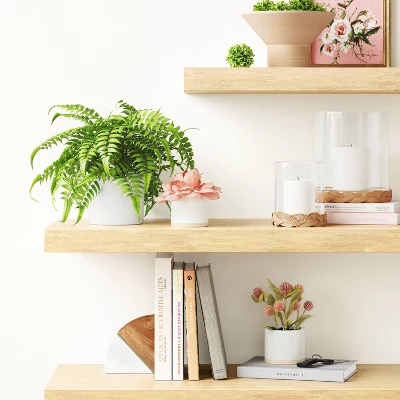 Boston Fern - Threshold™ 1 Boston Fern - Threshold™