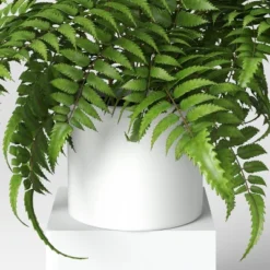 Boston Fern - Threshold™ 5 Boston Fern - Threshold™ -Threshold GUEST 3cbf8c34 f3f7 4bfa a5a1 7c1c2936c266
