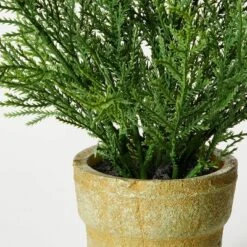 Small Potted Cyprus - Threshold™ Designed With Studio McGee 5 Small Potted Cyprus - Threshold™ Designed With Studio McGee -Threshold GUEST 54096500 37dc 4b77 a920 a283c8e88bb1