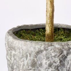 Banyan Tree Potted - Threshold™ Designed With Studio McGee -Threshold GUEST 7c945569 ea6c 4192 94d5 6530a4bfd2d3