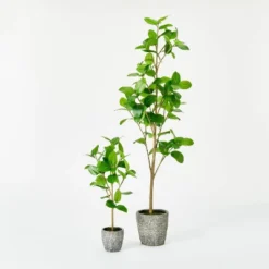 Banyan Leaf Potted Tree - Threshold™ Designed With Studio McGee -Threshold GUEST e0836b00 df5f 43ba bf4c e16aa35005ea
